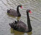 blackswans